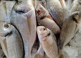 سمك قشر بياض