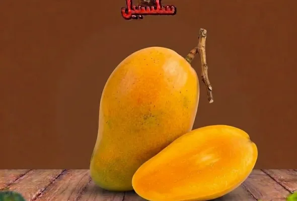 مانجا عويس قطيع
