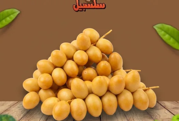 بلح برحي