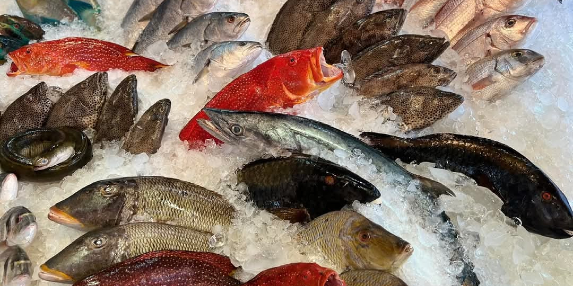 أسماك أبو حنين