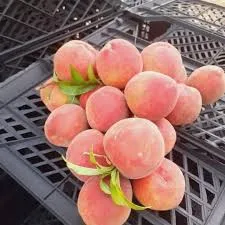 خوخ سكري فاخر