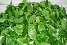 ملوخية