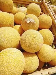 كانتالوب عرايشي