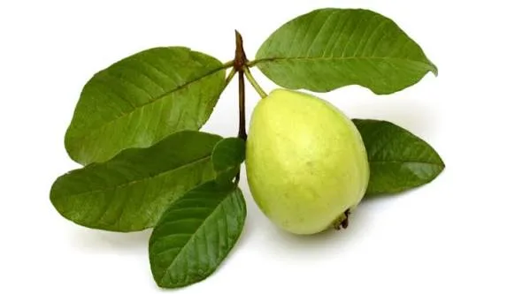 اوراق جوافة