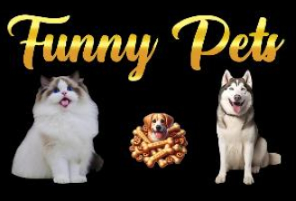 Funny pets