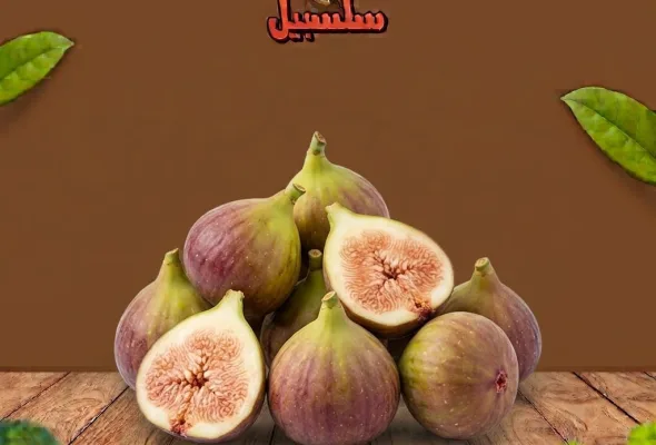 تين مطروح
