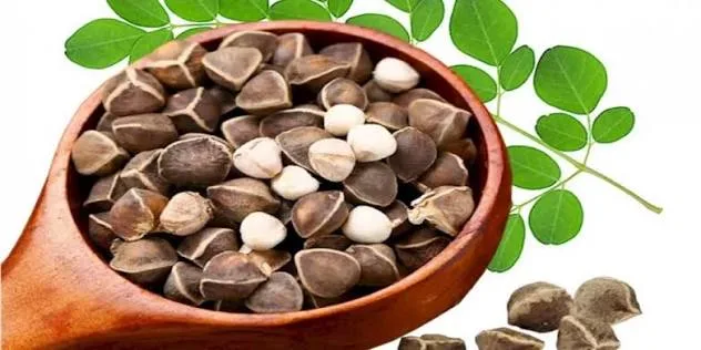 حب مورينجا