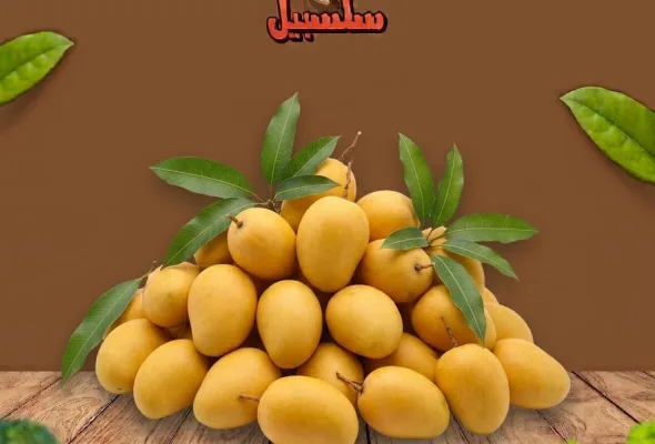مانجا فص قطيع